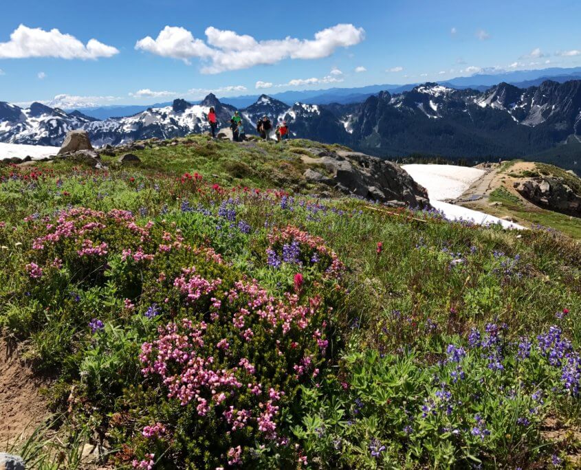 Wildflowers in full bloom in late July 2017