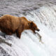 Katmai National Park, Brooks Falls