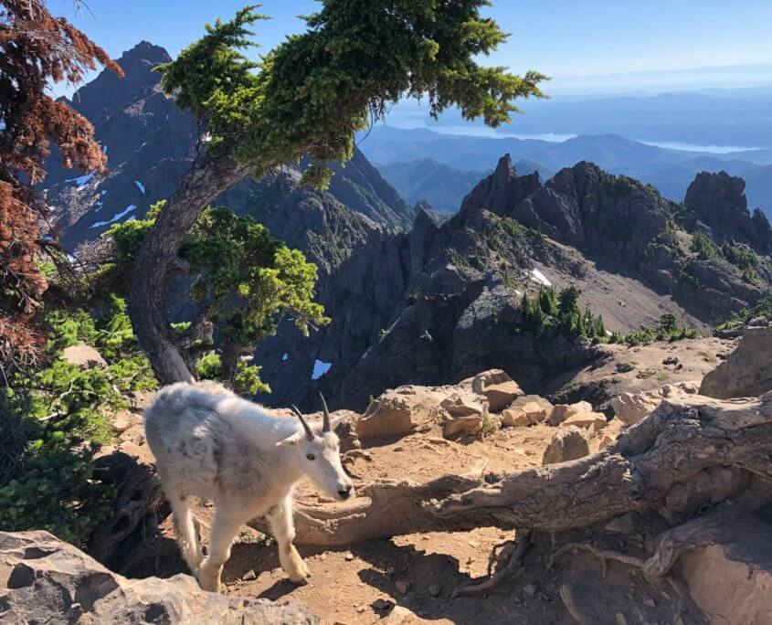 Mount Ellinor