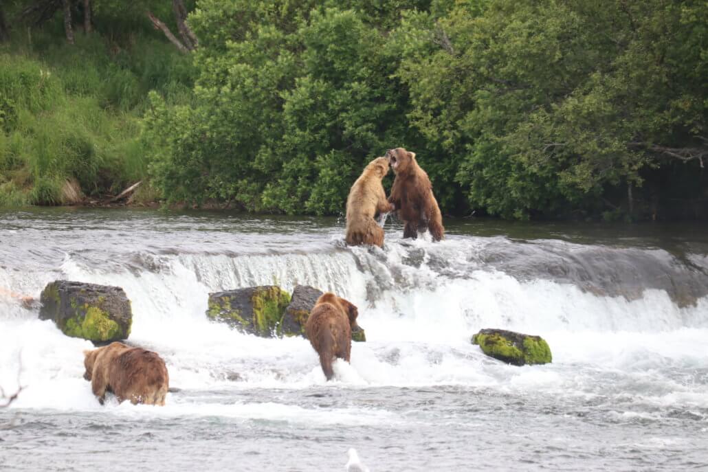 Brooks Falls, Katmai National Park