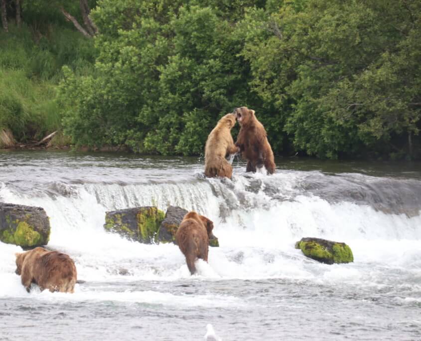 Brooks Falls, Katmai National Park