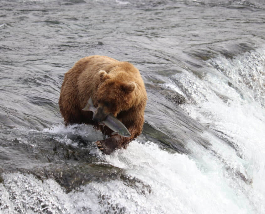 Brooks Falls, Katmai National Park