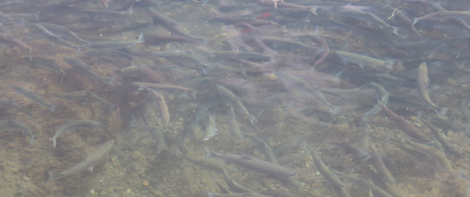 South Platform, Katmai National Park