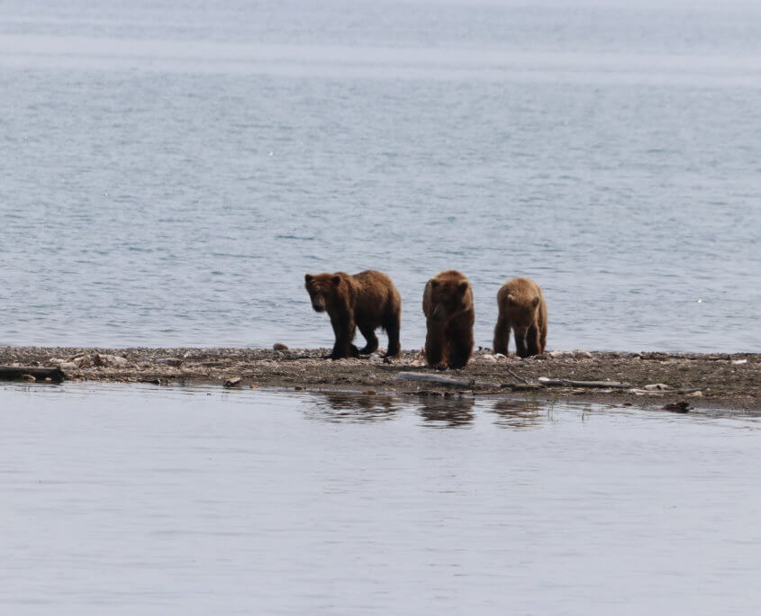 Brooks Falls, Katmai National Park
