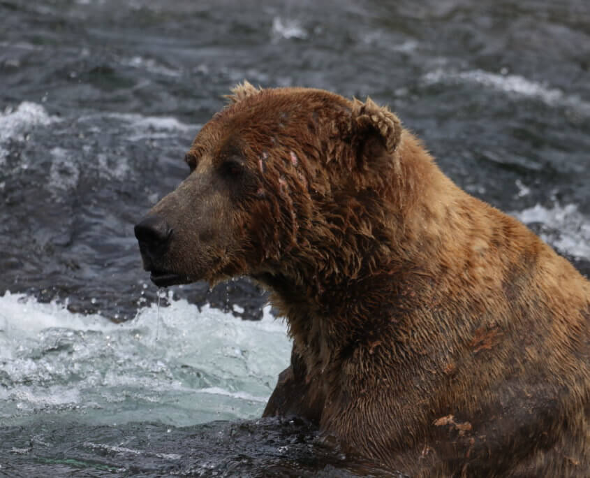 Brooks Falls, Katmai National Park
