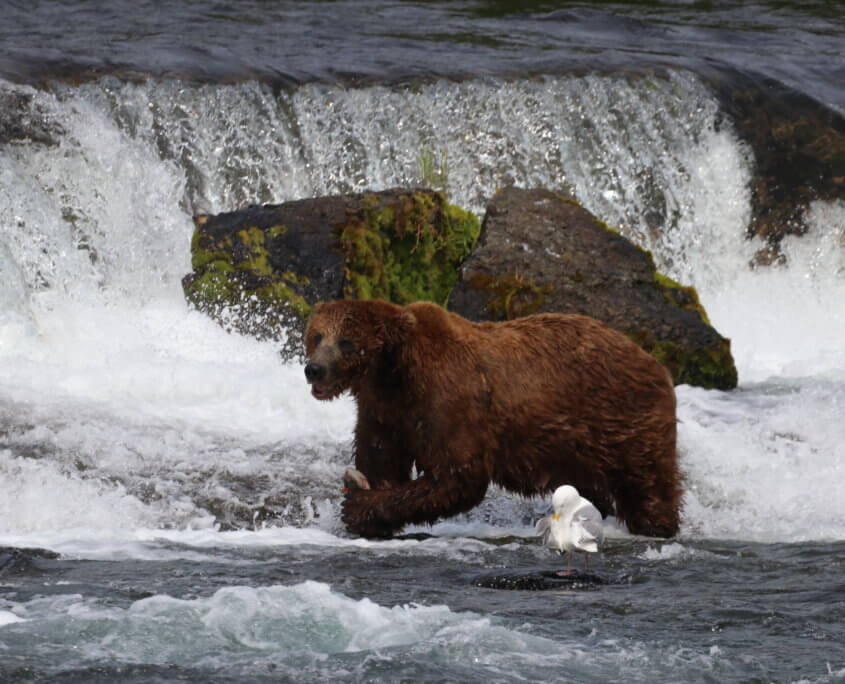 Brooks Falls, Katmai National Park