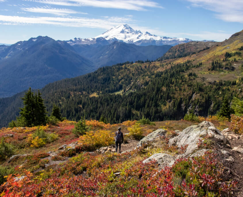 Yellow Aster Butte