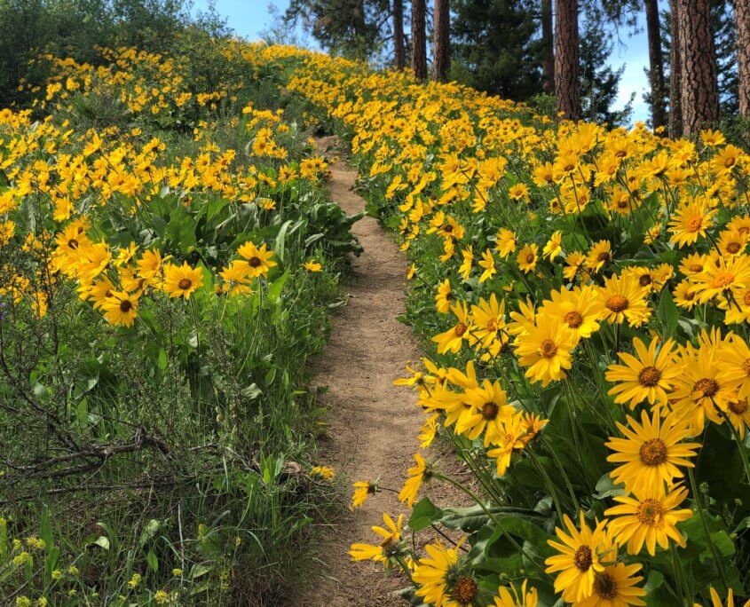 Ski Hill Hiking Trail in Leavenworth, WA