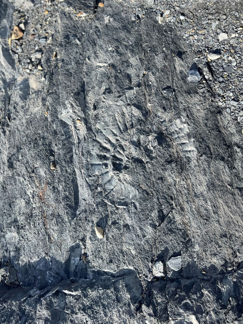 Fossil